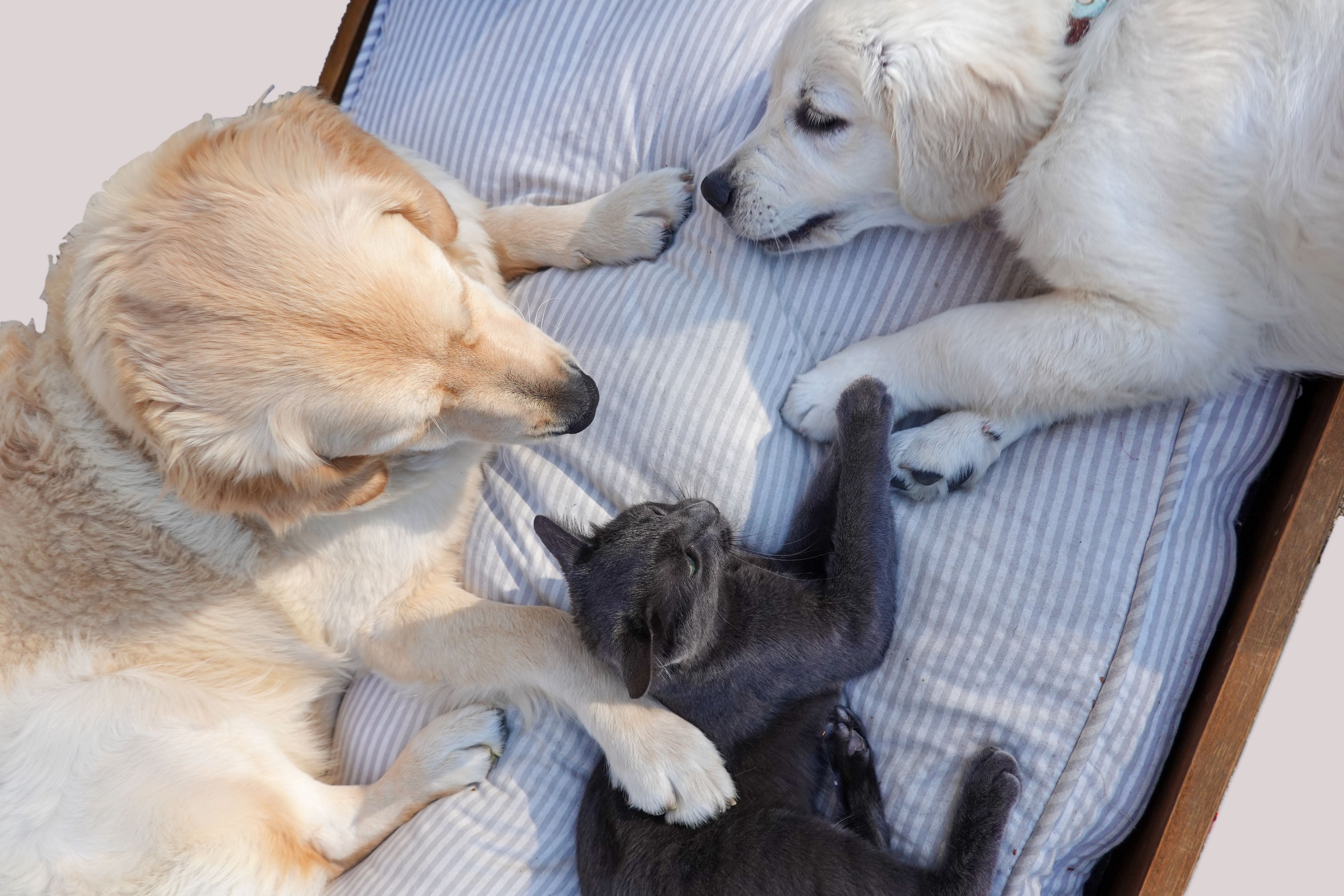 Chien et chat, compagnons du quotidien