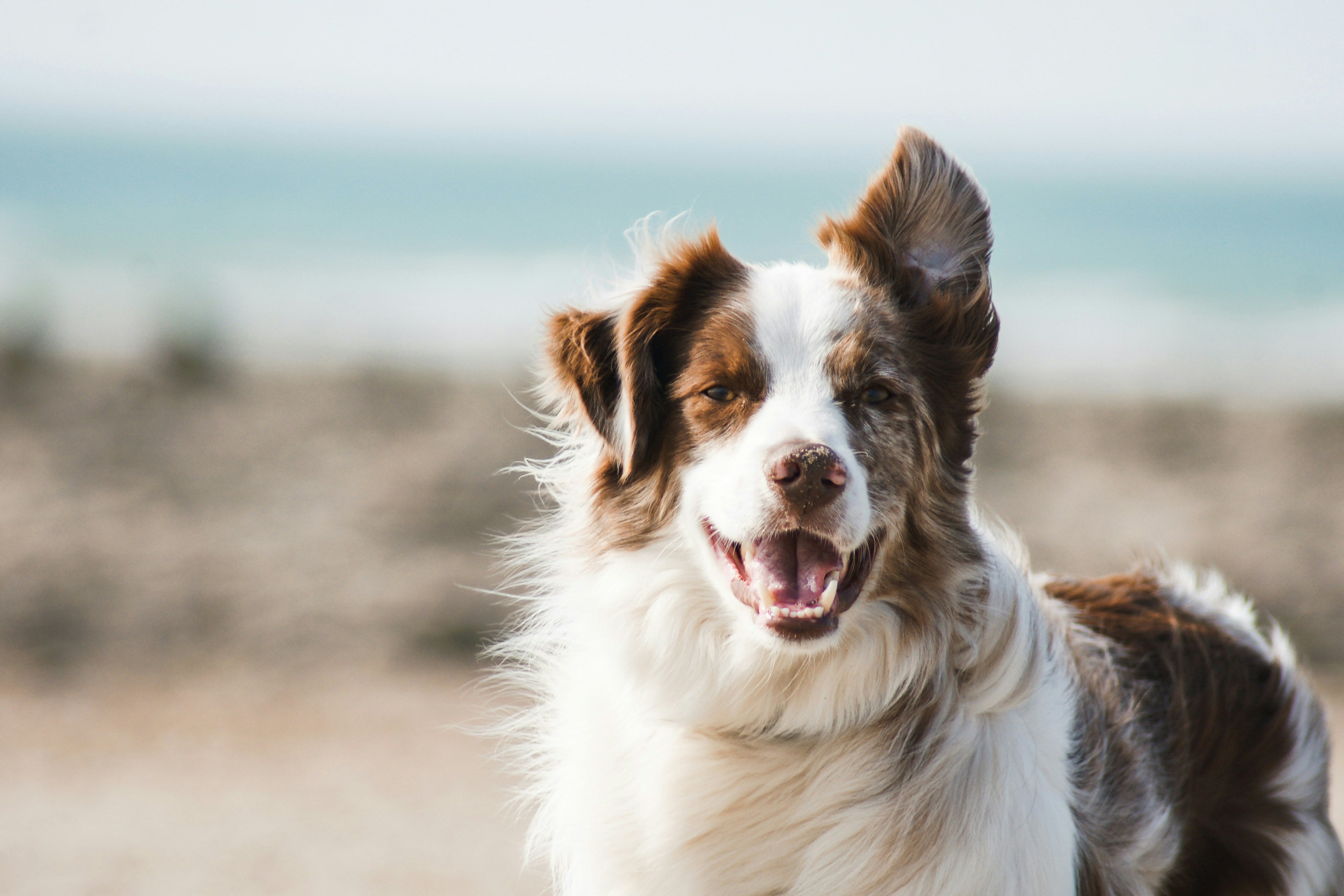 Un chien heureux en pleine lumière