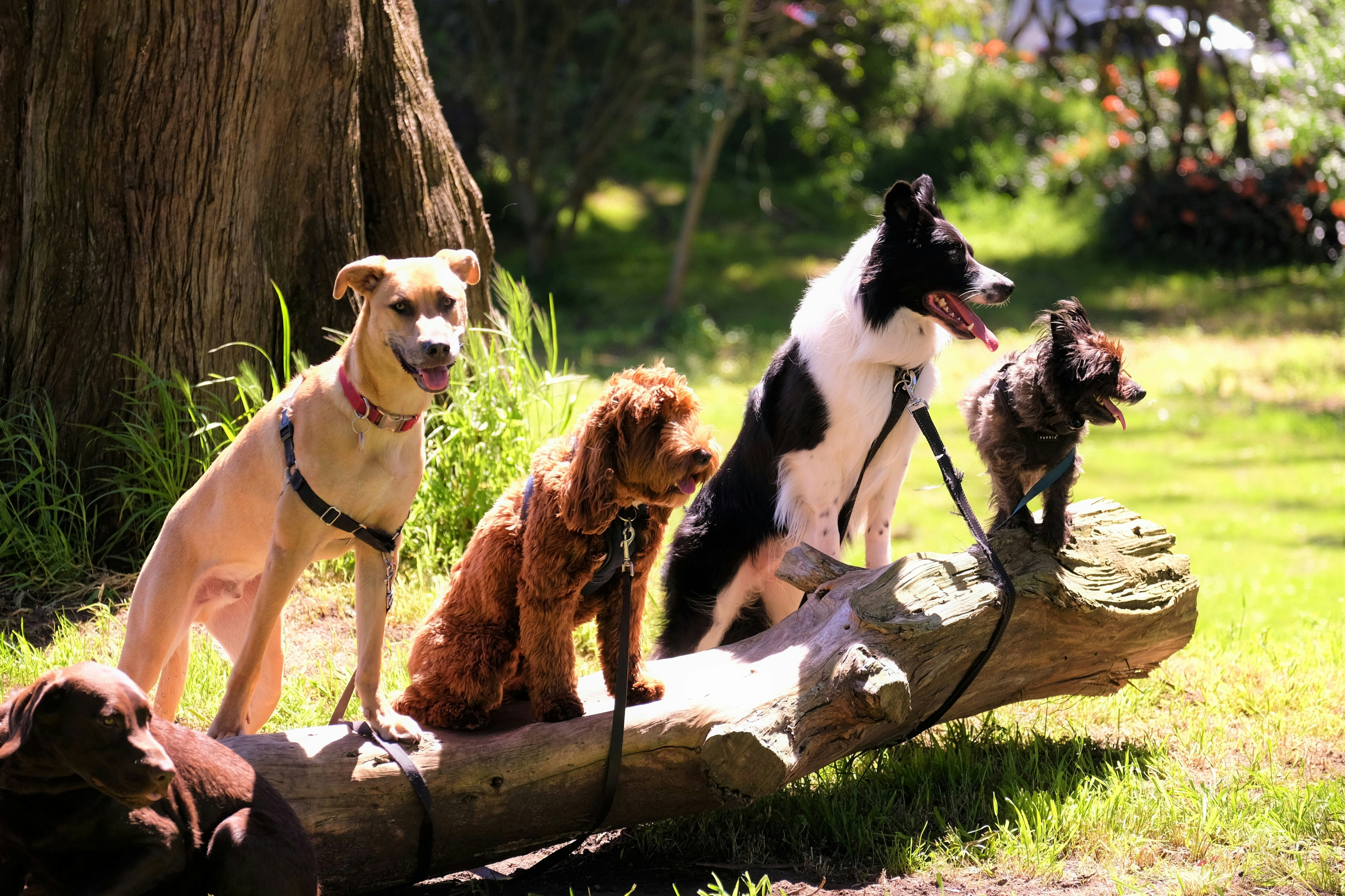 Des chiens heureux en pleine nature