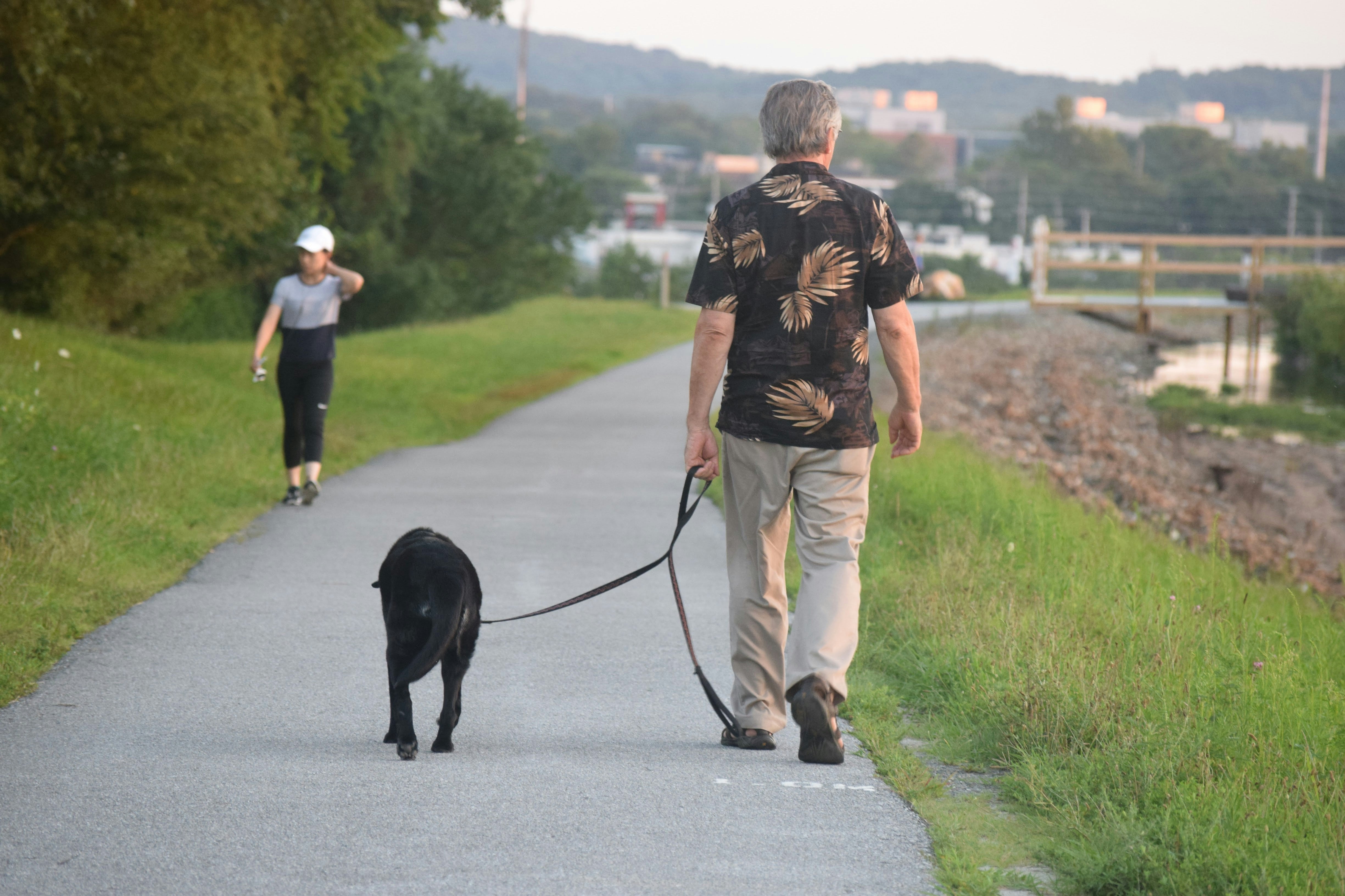 Un chien heureux en pleine balade